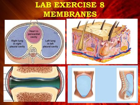 LAB EXERCISE 8 MEMBRANES. Membranes –Line or cover body surfaces –Consist of epithelium supported by connective tissue Four Types of Membranes 1.Cutaneous.