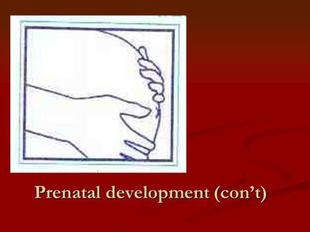 Prenatal development (con’t)