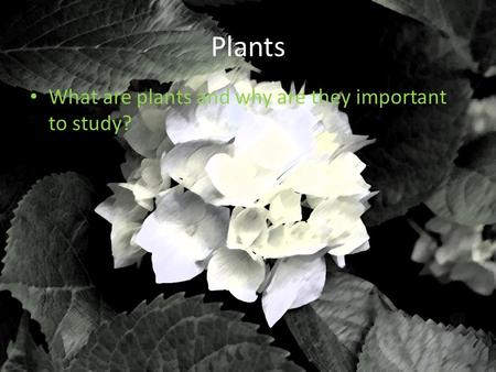 Plants What are plants and why are they important to study?
