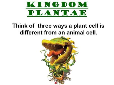 KINGDOM PLANTAE Think of three ways a plant cell is different from an animal cell.