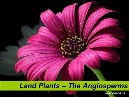 Land Plants – The Angiosperms www.onacd.ca. Characteristics of Angiosperms Are the most widespread land plants Comprised of 250,000 to 400,000 known species.