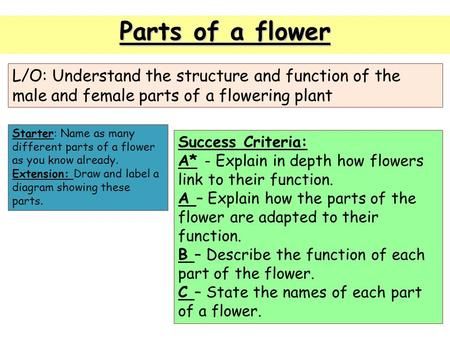 Parts of a flower L/O: Understand the structure and function of the male and female parts of a flowering plant Starter: Name as many different parts of.