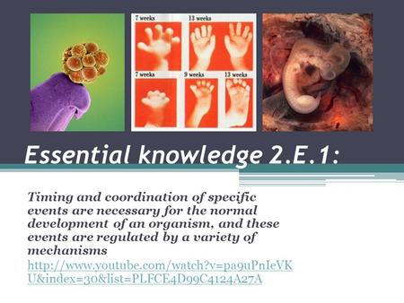 Essential knowledge 2.E.1: Timing and coordination of specific events are necessary for the normal development of an organism, and these events are regulated.