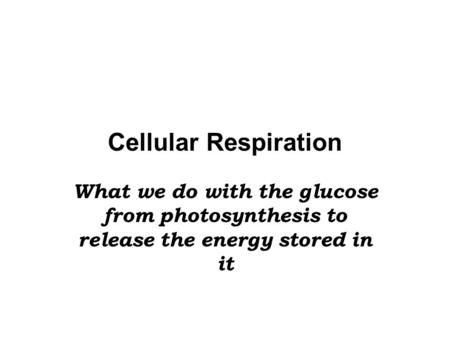 Cellular Respiration What we do with the glucose from photosynthesis to release the energy stored in it.