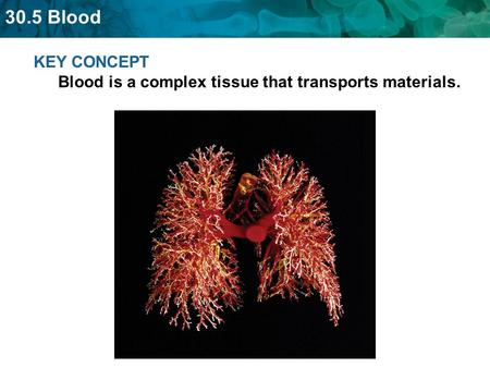 30.5 Blood KEY CONCEPT Blood is a complex tissue that transports materials.