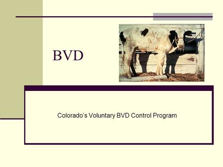 BVD Colorado’s Voluntary BVD Control Program. Bovine Viral Diarrhea (BVD) review BVD may infect cattle of any age. BVD is a disease that diminishes production.