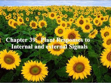 Copyright © 2005 Pearson Education, Inc. publishing as Benjamin Cummings Chapter 39: Plant Responses to Internal and external Signals.