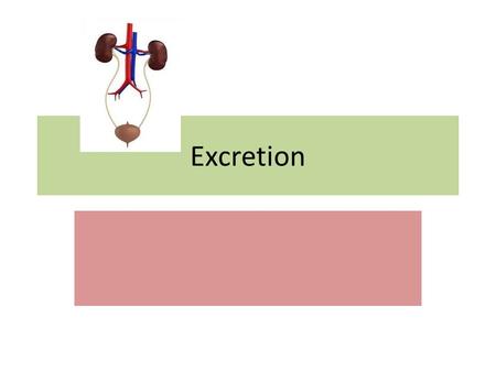 Excretion. Excretion is the elimination of waste substances from the blood. It’s no the same as the elimination of faeces.