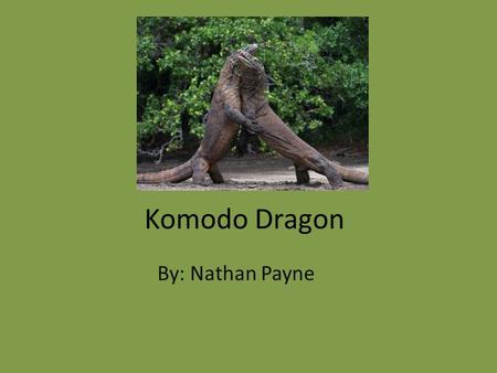 Komodo Dragon By: Nathan Payne. Classification and Description Varanus Komodoensis Reptile 8ft. to 10ft., 250lbs. To 300lbs. Gray, brown or reddish (adults)