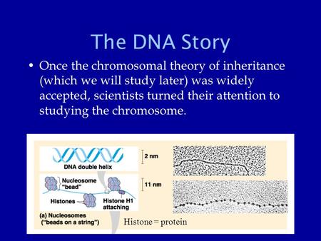 The DNA Story Once the chromosomal theory of inheritance (which we will study later) was widely accepted, scientists turned their attention to studying.