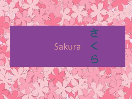Sakura さくら.