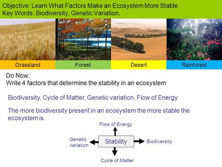 Biodiversity, Cycle of Matter, Genetic variation, Flow of Energy Objective: Learn What Factors Make an Ecosystem More Stable Key Words: Biodiversity, Genetic.