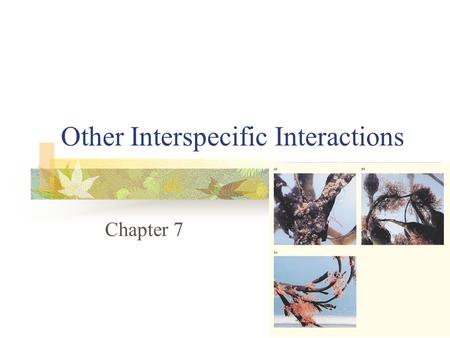 Other Interspecific Interactions Chapter 7. Interspecific Interactions Symbiosis - intimate association between individuals of different species, in which.