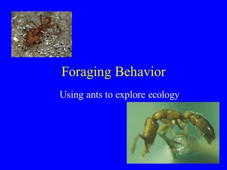 Foraging Behavior Using ants to explore ecology. Foraging behaviors Organisms should have behaviors which minimize –Search for food –Food handling.