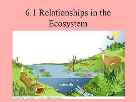 6.1 Relationships in the Ecosystem. Predators and Prey Predator= A consumer that actively hunts other living organisms. Prey= The organism that a predator.