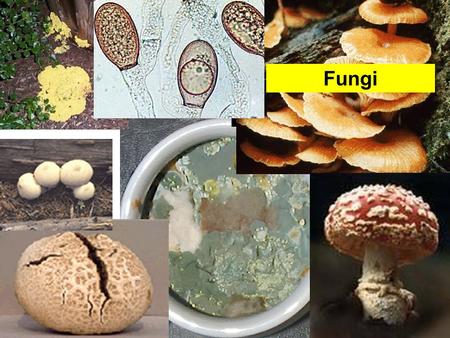 Fungi. What are fungi? Fungi are not plant or animal –They cannot move around like an animal – They breakdown organic matter They have no chlorophyll.