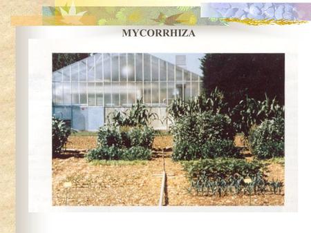 MYCORRHIZA. Mycorrhiza Mutualistic symbiosis (non-pathogenic association) between soil-borne fungi and roots of plants. Greek: mykes (mushroom) and rhiza.