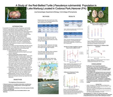 A Study of the Red-Bellied Turtle (Pseudemys rubriventris) Population in Lake Marburg Located in Codorus Park,Hanover (PA) INTRODUCTION A population of.