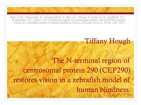 Tiffany Hough The N-terminal region of centrosomal protein 290 (CEP290) restores vision in a zebrafish model of human blindness. Baye, L.M., Patrinostro,