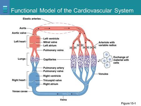 Functional Model of the Cardiovascular System Figure 15-1.