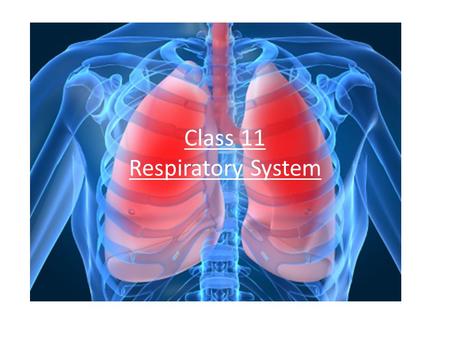 Class 11 Respiratory System