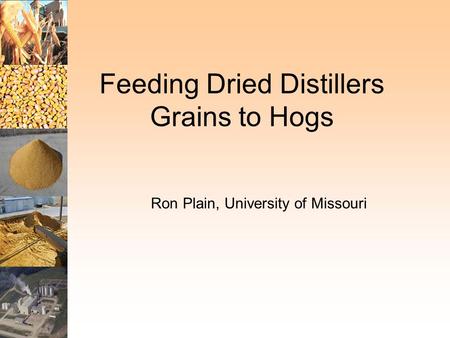 Feeding Dried Distillers Grains to Hogs Ron Plain, University of Missouri.