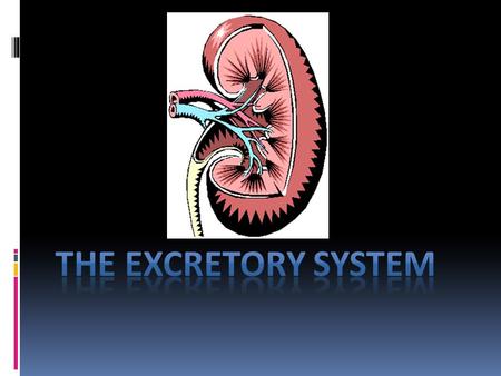 Important Vocabulary  Excretion: The process which metabolic wastes are eliminated to maintain homeostasis.  Ureters: Transport urine from the kidneys.