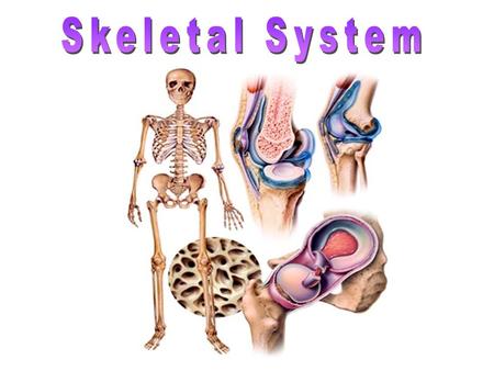 Skeletal System.