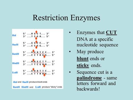 Restriction Enzymes Enzymes that CUT