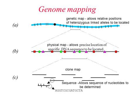Genome mapping. Techniques Used in the Human Genome Project 1.Linkage mapping can be used to locate genes on particular chromosomes and establish the.