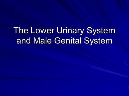The Lower Urinary System and Male Genital System.