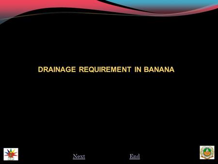 DRAINAGE REQUIREMENT IN BANANA NextEnd. INTRODUCTION  Poor drainage is a major cause of reduced yield and quality of bananas.  In many cases, the effects.
