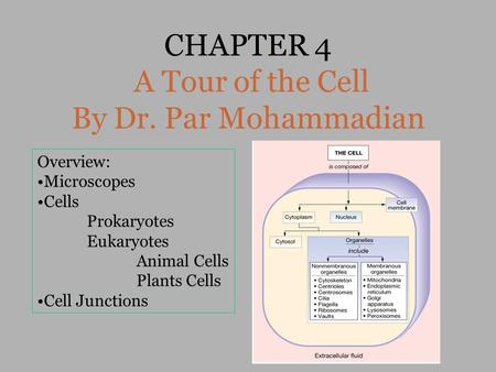 CHAPTER 4 A Tour of the Cell By Dr. Par Mohammadian Overview: Microscopes Cells Prokaryotes Eukaryotes Animal Cells Plants Cells Cell Junctions.