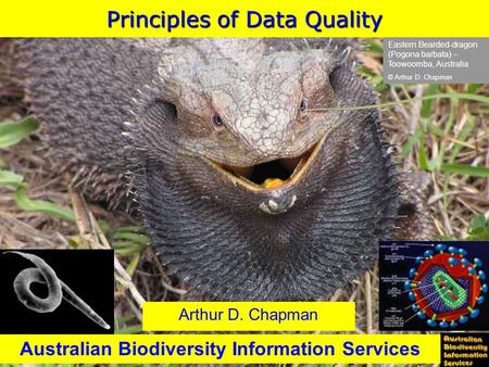 Eastern Bearded-dragon (Pogona barbata) – Toowoomba, Australia © Arthur D. Chapman Principles of Data Quality Australian Biodiversity Information Services.