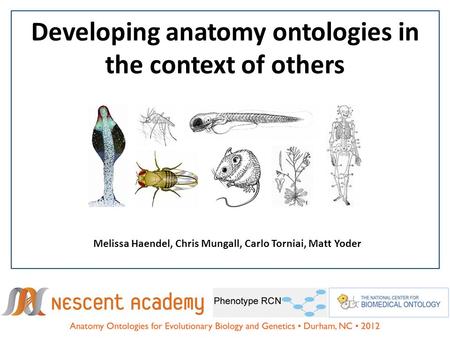 Developing anatomy ontologies in the context of others Melissa Haendel, Chris Mungall, Carlo Torniai, Matt Yoder.