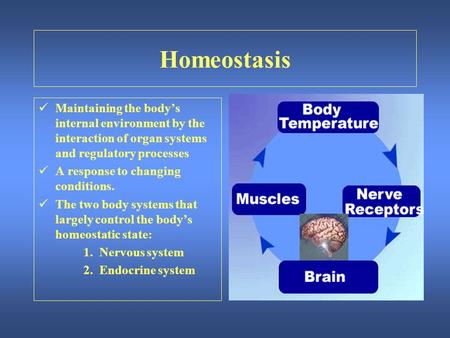 Homeostasis Maintaining the body’s internal environment by the interaction of organ systems and regulatory processes A response to changing conditions.