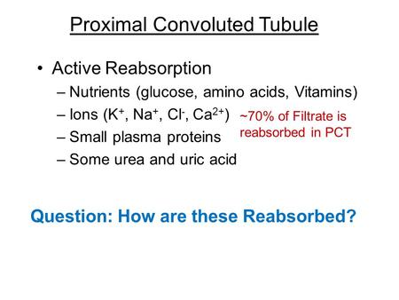 Proximal Convoluted Tubule Active Reabsorption –Nutrients (glucose, amino acids, Vitamins) –Ions (K +, Na +, Cl -, Ca 2+ ) –Small plasma proteins –Some.