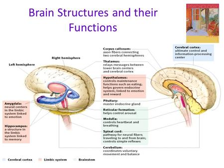 Brain Structures and their Functions. The Endocrine System  Endocrine System  the body’s “slow” chemical communication system  a set of glands that.