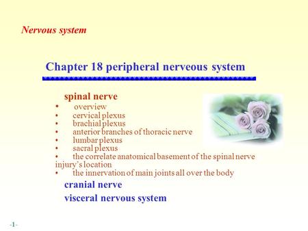 Chapter 18 peripheral nerveous system