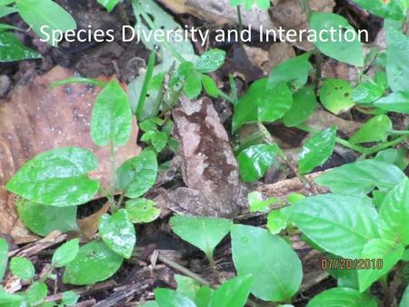 Species Diversity and Interaction. Tropical Rainforest Value Plants are a source of… …oxygen …genetic innovation …potential medicinal compounds …and a.