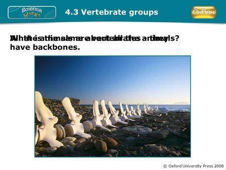 © Oxford University Press 2008 4.3 Vertebrate groups What is the same about all the animals?All the animals are vertebrates - they have backbones.