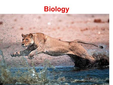 Biology. Biology- The science of life – The study of living things. Organism – A living thing.