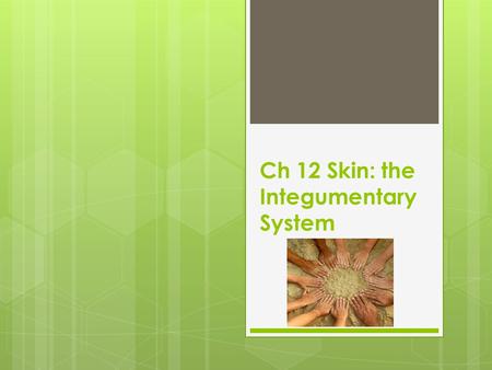 Ch 12 Skin: the Integumentary System. Terms  Skin- cutane/o, dermat/o, derm/o- Intact skin is the first line of defense for the immune system. Skin also.