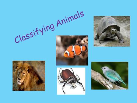 Classifying Animals.