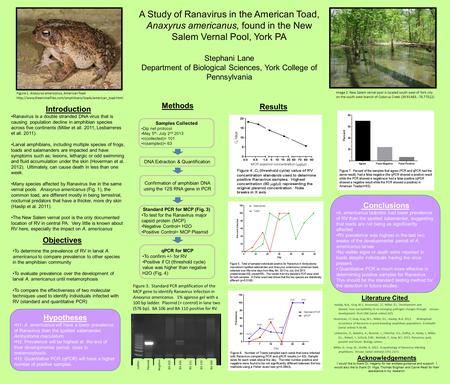 Hypotheses H1: A. americanus will have a lower prevalence of Ranavirus than the spotted salamander, Ambystoma maculatum. H2: Prevalence will be highest.