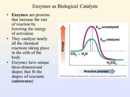 Enzymes as Biological Catalysts Enzymes are proteins that increase the rate of reaction by lowering the energy of activation They catalyze nearly all.