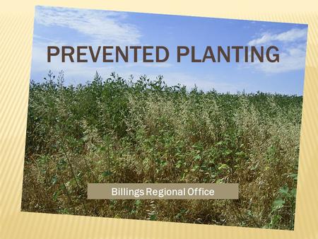 Billings Regional Office. PREVENTED PLANTING COVERAGE – THE FACTS  Policy and procedure address acreage eligible for prevented planting coverage and.