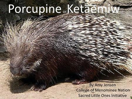Porcupine or Keta͞͞emiw By Amy Jensen College of Menominee Nation Sacred Little Ones Initiative.