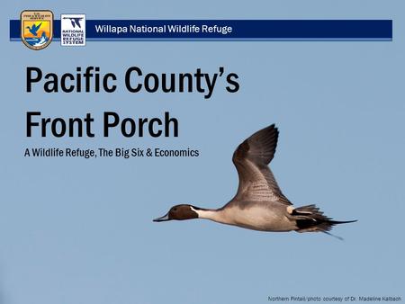 Willapa National Wildlife Refuge Pacific County’s Front Porch A Wildlife Refuge, The Big Six & Economics Northern Pintail/photo courtesy of Dr. Madeline.