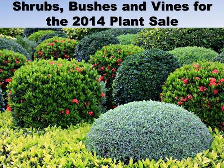 Shrubs, Bushes and Vines for the 2014 Plant Sale.